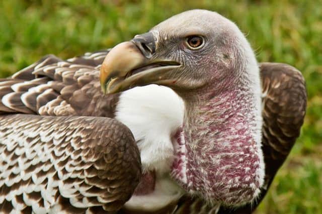 Alex is a Ruppell's Griffon vulture, similar to this one. Picture: Contributed