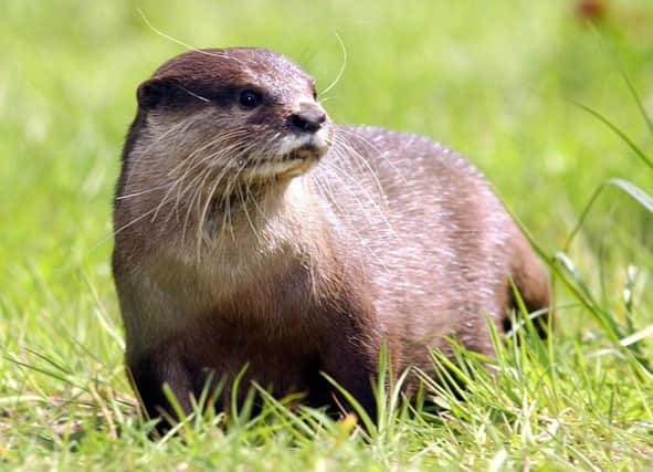 The otter is protected in the UK under the Wildlife and Countryside Act. Picture: PA