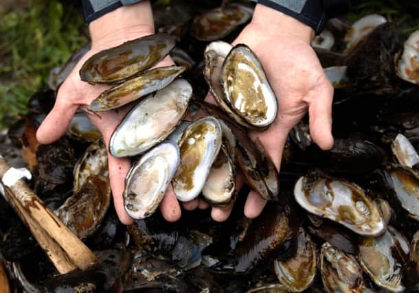 Freshwater mussles on the banks of the River Tay. Picture: Ian Rutherford