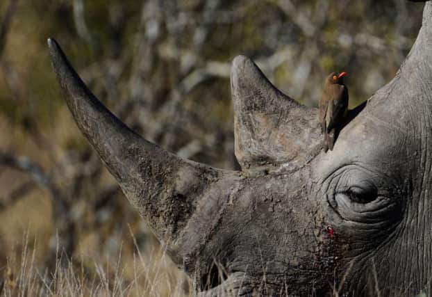 Bird sitting on the head of a white rhino at Kruger National Park. Picture: Getty