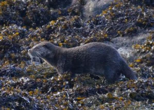 Four otters were killed on Mulls roads in August alone. Picture: Jonathan Keefe