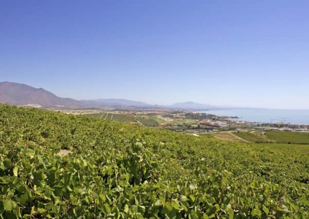 Large Spanish vineyards overlooking Duquesa, Malaga