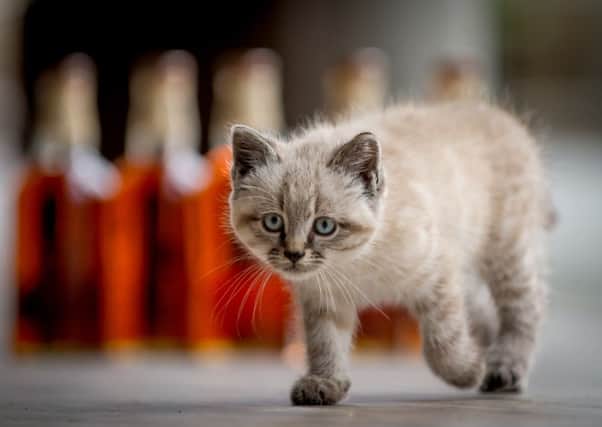Peat the Distillery Cat had delighted tourists during the summer months. Picture: Fraser Band