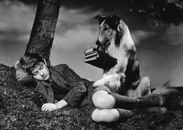 The 1943 film Lassie Come Home triggered a 40 per cent increase of collie registrations. Picture: Getty