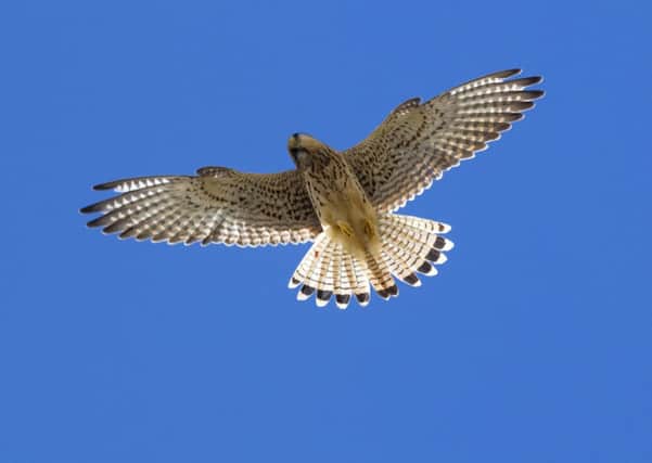 An RSPB survey showed kestrel numbers have dropped by two thirds in under 20 years. Picture: Getty