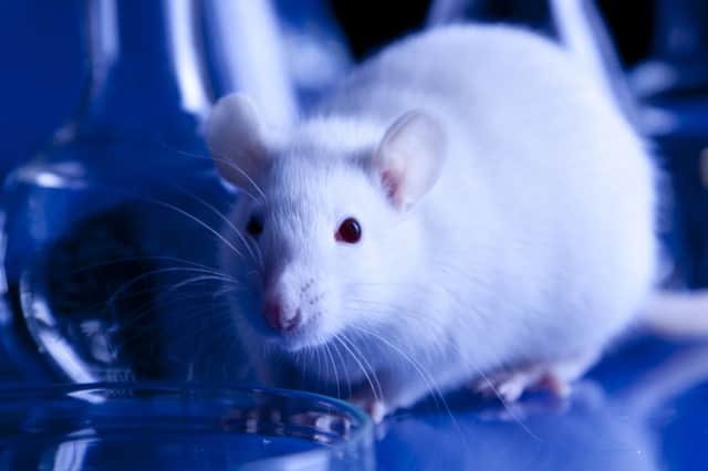 More than 400,000 mice were used by the universities. Picture: Getty