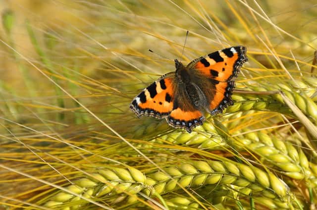 While numbers have fallen since the 1970s the small tortoiseshell was the most-seen butterfly in Scotland in 2013