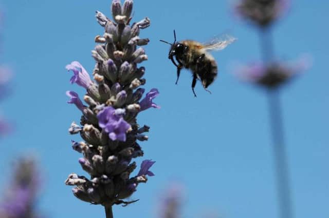 The bees are helping produce a sustainable source of food. Picture: Bumblebee Conservation Trust
