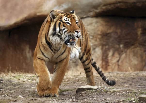 A tiger similar to the killer. Picture: Getty