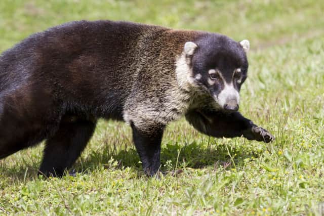 White-nosed coati photographed in the Monteverde Cloud Forest Biological Reserve in Costa Rica. Picture: Contributed