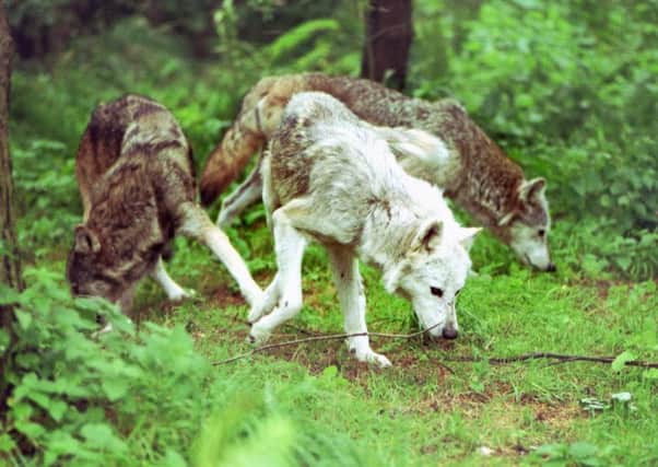 Wolves are closely related to our domestic dogs. Picture: Allan Milligan