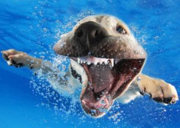 'Underwater Puppies'  a book containing over 80 unique photographs of adorable puppies underwater. Picture: Seth Casteel.