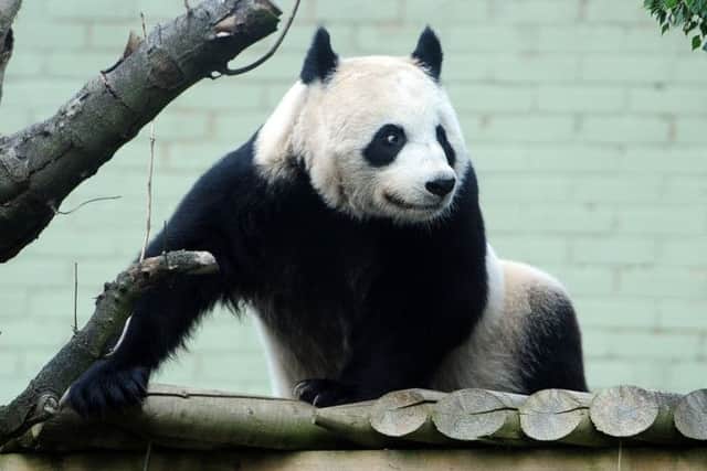 Tian Tian's hormone levels have returned to normal. Picture: Ian Rutherford