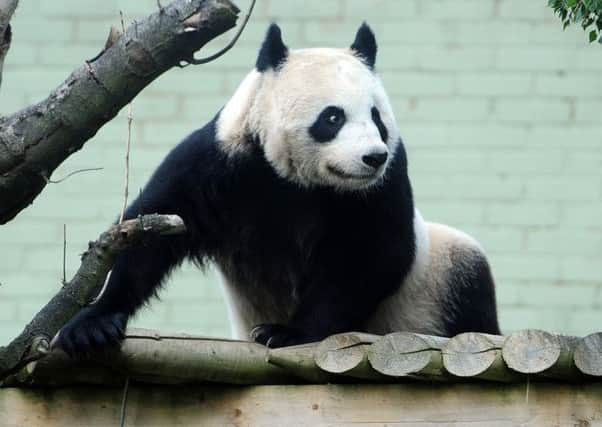 Tian Tian's hormone levels have returned to normal. Picture: Ian Rutherford
