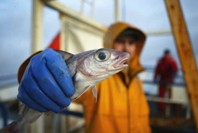 A Scottish trawlerman holds out a haddock, caught in the north-east Atlantic fishing grounds. Picture:Getty