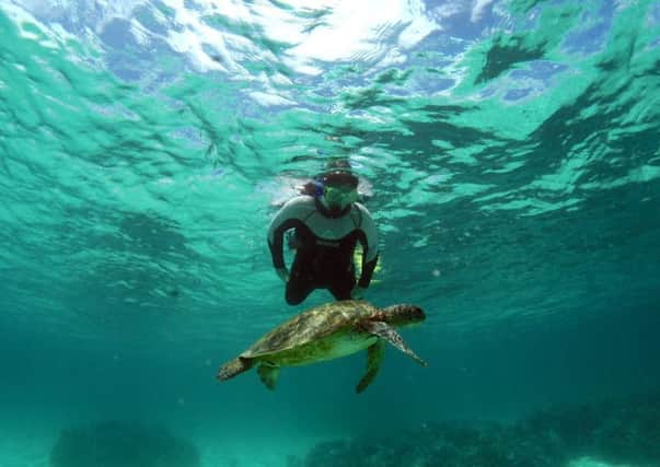 Lisa follows a green turtle. Picture: Lisa Young