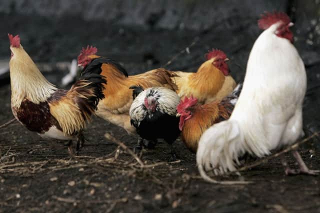 Moredun research could solve a major parasite problem for the global poultry industry. Picture: Getty