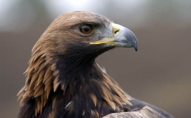 Golden eagles are just one of many species under threat. Picture: Jane Barlow