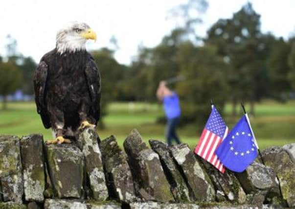 This bald eagle will be equipped with a miniature camera by betting firm Betfair to capture the action at Gleneagles. Picture: PA