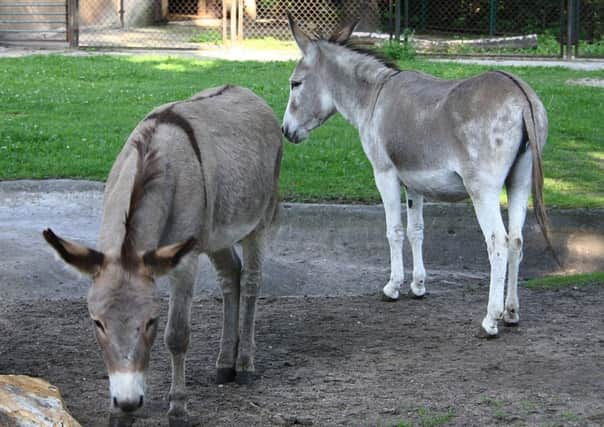 Napoleon, left, and Antosia,pictured in their enclosure at Poznan zoo. Picture: AP