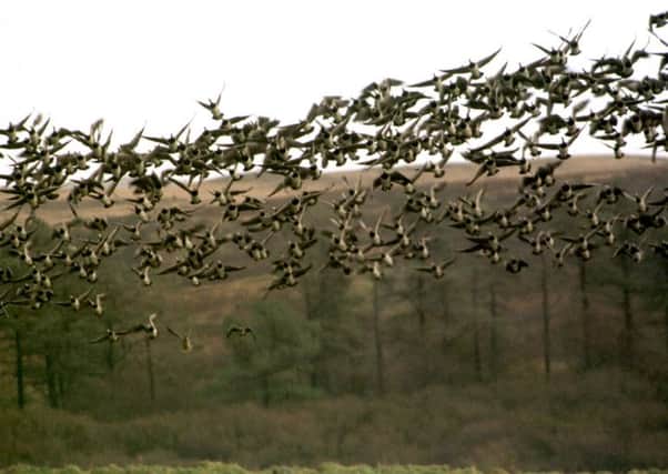 Radio-controlled drone aircraft, powerful laser beams and robotic four wheel drive vehicles are among the techniques being considered to drive away the geese. Picture: TSPL