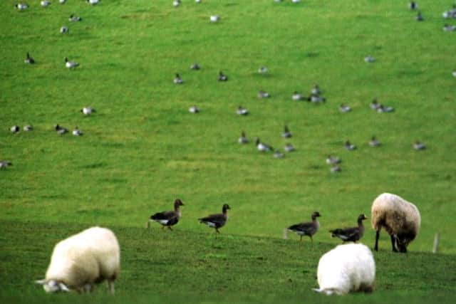 A report reveals that Scottish Natural Heritage (SNH) has already tried and failed to control the flocks. Picture: TSPL