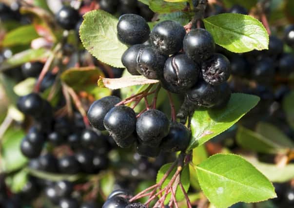 The aronia berry can be consumed in many forms. Picture: Getty