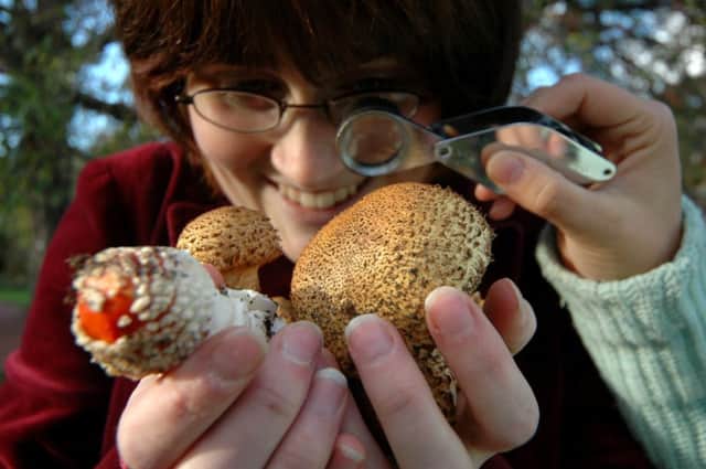 Mushrooms may appear appetising, but they should be avoided unless you know exactly what they are. Picture: Anna Canigueral