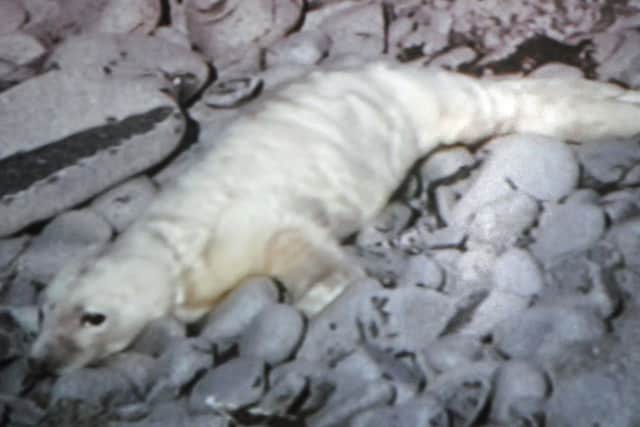 Newborn seal pup Toby captured on the Scottish Seabird Centre cameras. Picture: Scottish Seabird Centre