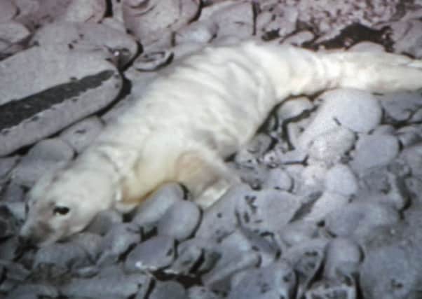 Newborn seal pup Toby captured on the Scottish Seabird Centre cameras. Picture: Scottish Seabird Centre
