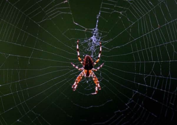 House spiders looking for a mate have sparked a host of calls to pest control firms. Picture: PA