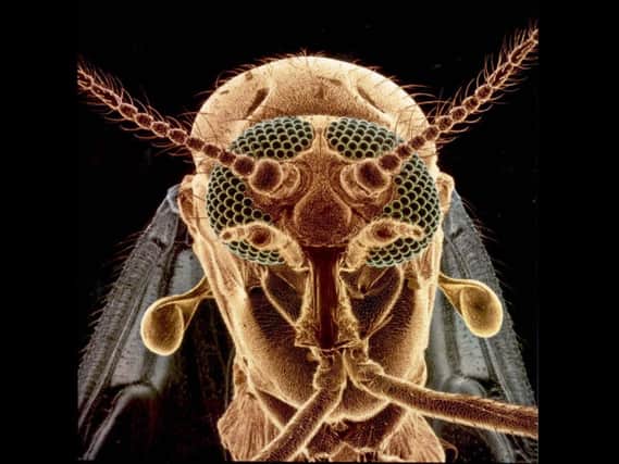 Magnified image of a midge, which targets humans and animals