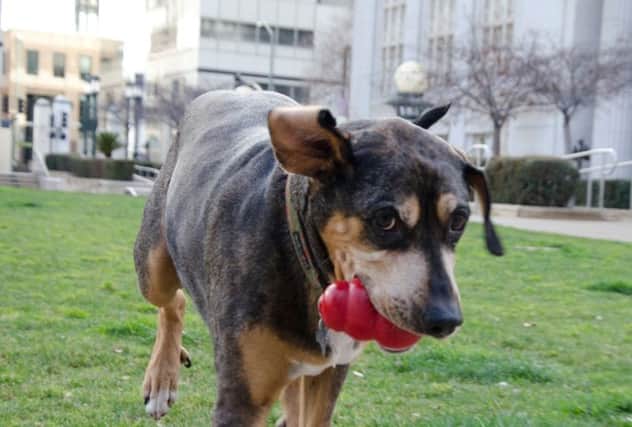 Who wouldn't vote for this canine candidate? Picture: einsteinforoakland.org