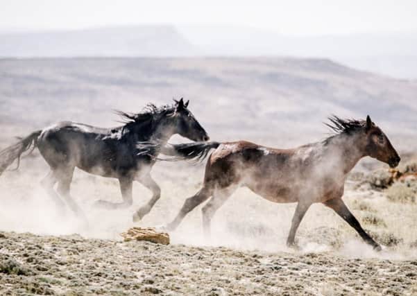 Its estimated there are 48,000 wild horses on Western rangelands suited for supporting about half that number. Photograph: Michael Friberg/NYT