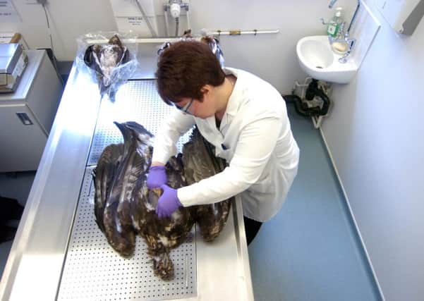 Senior Analyst Elizabeth Sharp studies the body of a golden eagle, after a spate of poisonings early this year. Picture: TSPL