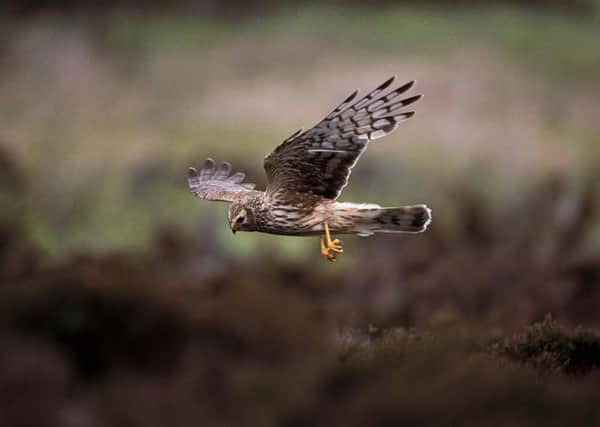 Individuals suspected of wildlife crime may have special licences to shoot or trap birds withdrawn under new proposals. Picture: PA