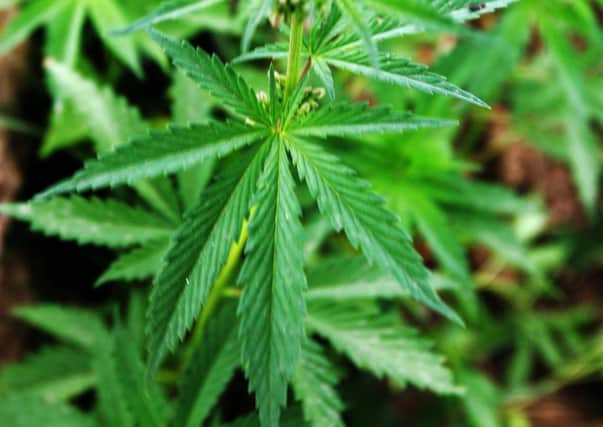 Tending a cannabis plantation in Moroccos Larache region. Picture: AFP