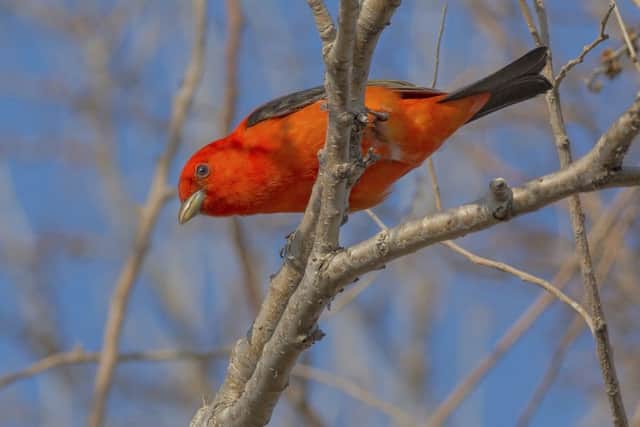 A Scarlet Tanager