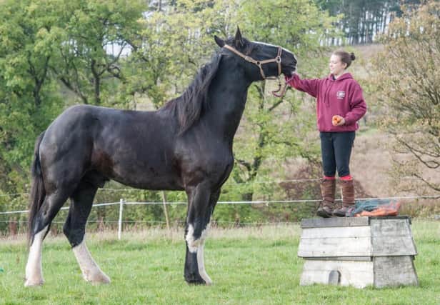 Lincoln at Tannoch Stables near Cumbernauld.  Picture: Phil Wilkinson