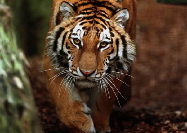 Kuzya is a Siberian tiger similar to this one. Picture: Ian Rutherford