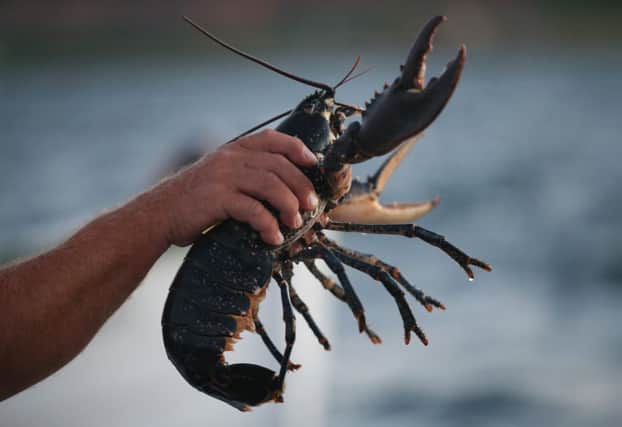 The first of 10,000 lobsters reared in North Berwick are expected to be released into the Forth next year. Picture: Getty