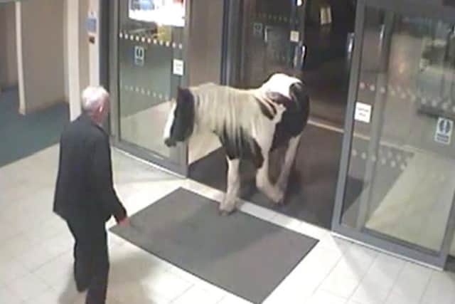 The horse enters the police station, unmoved by the man's attempts to shoo it away. Picture: YouTube/Screengrab