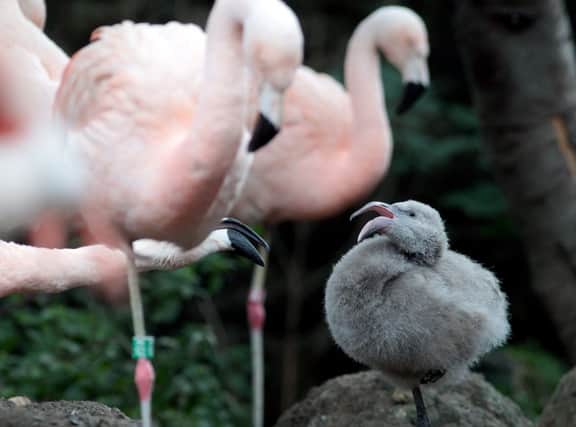 The little flamingo chick who was abandoned by its parents. Picture: Hemedia