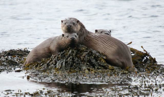 The Scottish otter has a lifespan just one third of its Continental counterparts. Picture: Mike Merritt