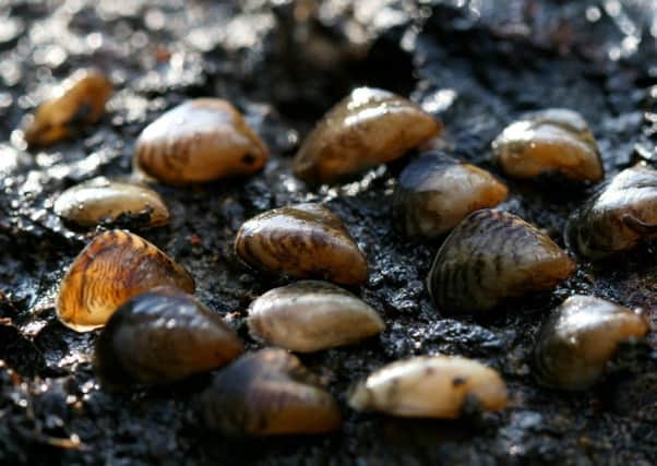 Some of the Quagga Mussels found at Wraysbury. Picture: SWNS