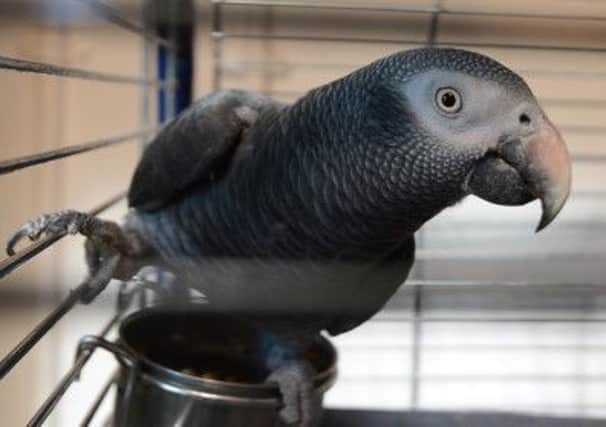 Nigel is an African Grey parrot similar to this one. Picture: Neil Hanna