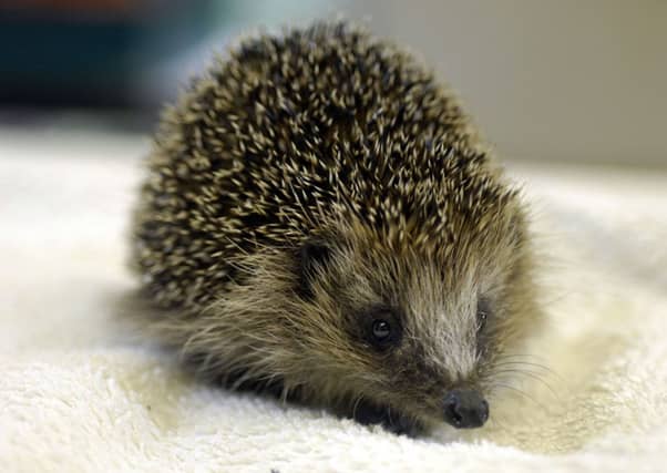 A hedgehog entered the field of play with around 60 minutes on the clock. Picture: TSPL