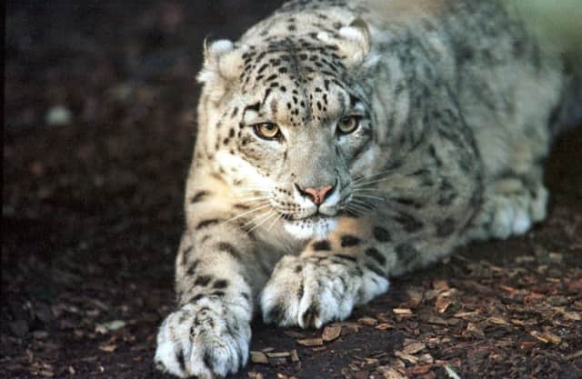 Highland Wildlife Park will get a pair of snow leopards. Picture: TSPL