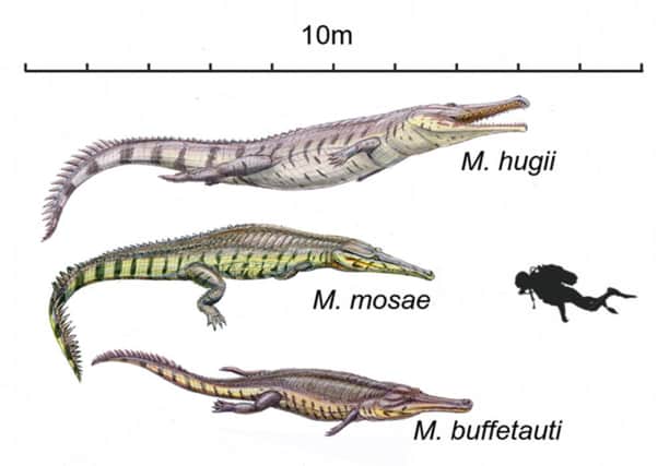 University of Edinburgh research of Prehistoric crocodiles' known as Machimosaurus. Picture: PA