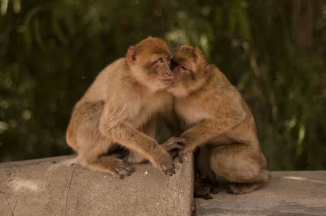 Two of the monkeys in Gibraltar. Picture: Getty